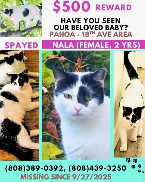 LOST PET - Oahu | Stolen Stuff Hawaii