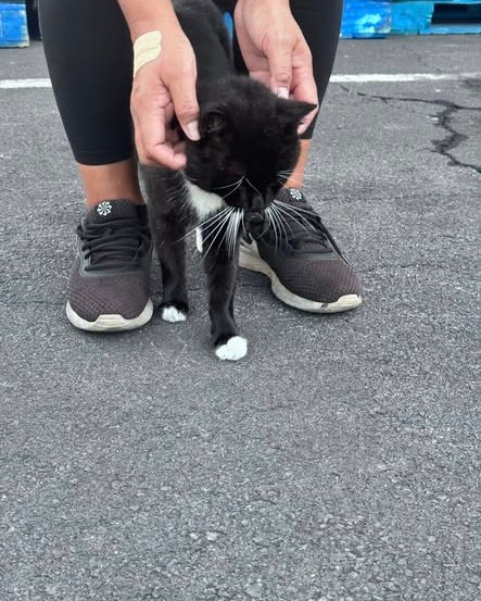 FOUND PET - Oahu | Stolen Stuff Hawaii