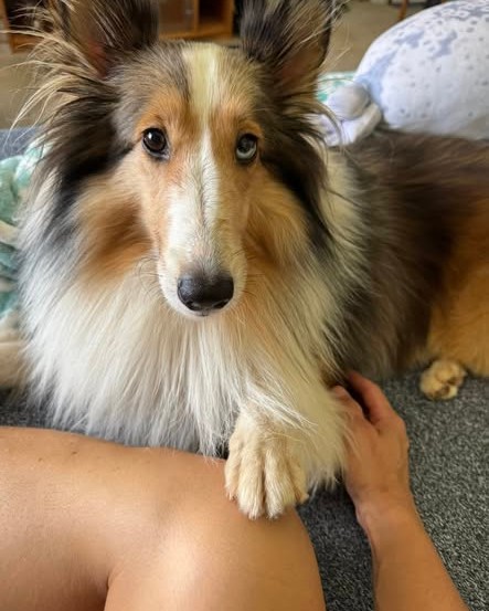 LOST PET - oahu | Stolen Stuff Hawaii