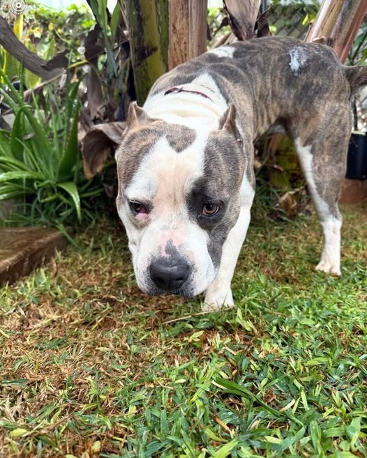 FOUND PET - Oahu | Stolen Stuff Hawaii