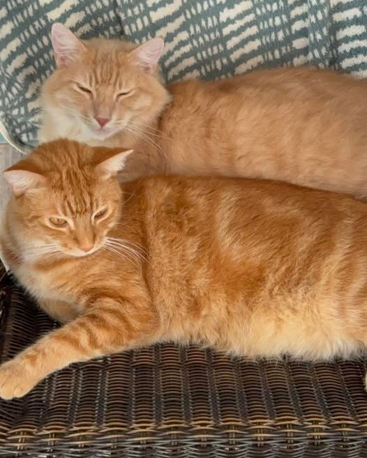 LOST PET - Oahu | Stolen Stuff Hawaii