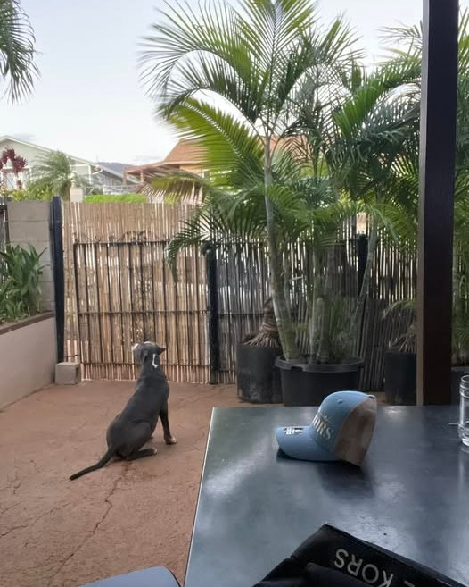 LOST PET - Oahu | Stolen Stuff Hawaii