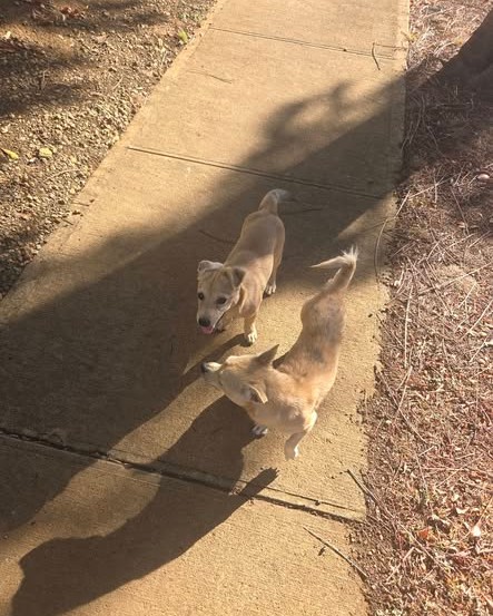 FOUND PET - Oahu | Stolen Stuff Hawaii