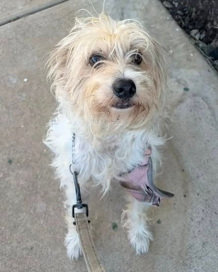FOUND PET - Oahu | Stolen Stuff Hawaii