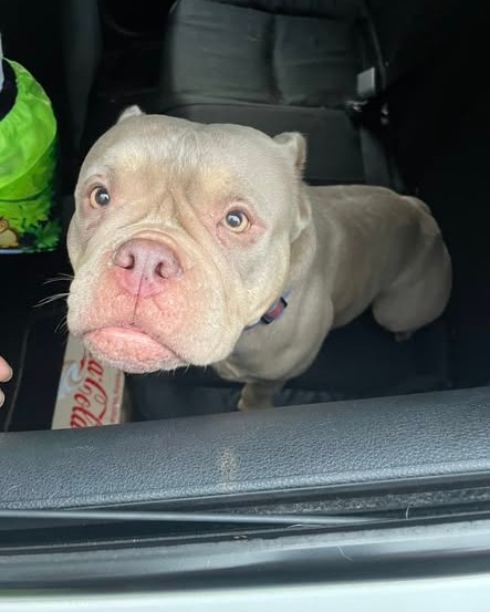 FOUND PET - Oahu | Stolen Stuff Hawaii