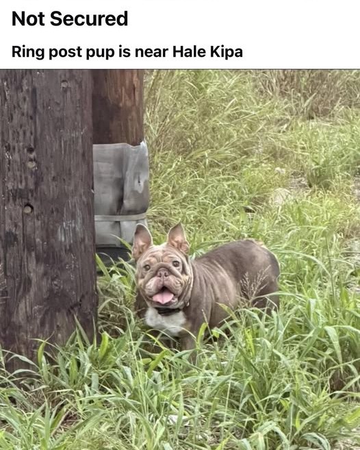 ANIMAL SIGHTING - Oahu | Stolen Stuff Hawaii