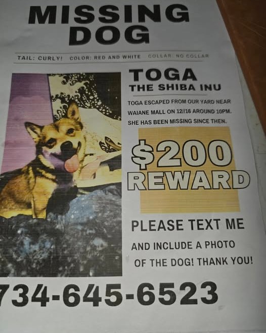 LOST PET - Oahu | Stolen Stuff Hawaii