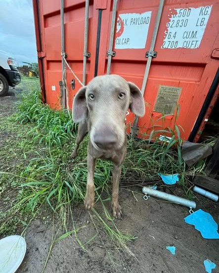 FOUND PET - Oahu | Stolen Stuff Hawaii