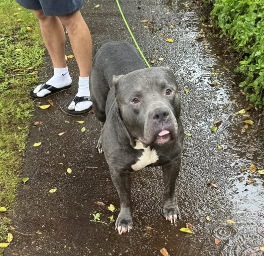 FOUND PET - Oahu | Stolen Stuff Hawaii