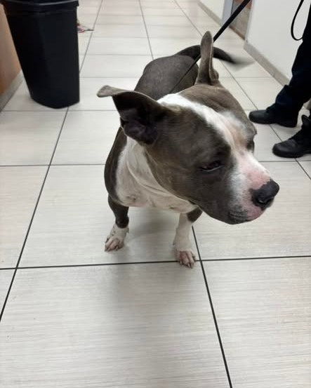 FOUND PET - Oahu | Stolen Stuff Hawaii