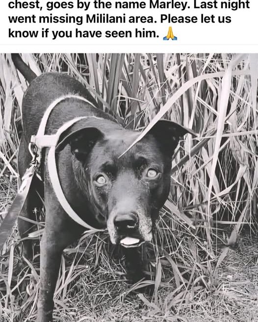 LOST PET - Oahu | Stolen Stuff Hawaii