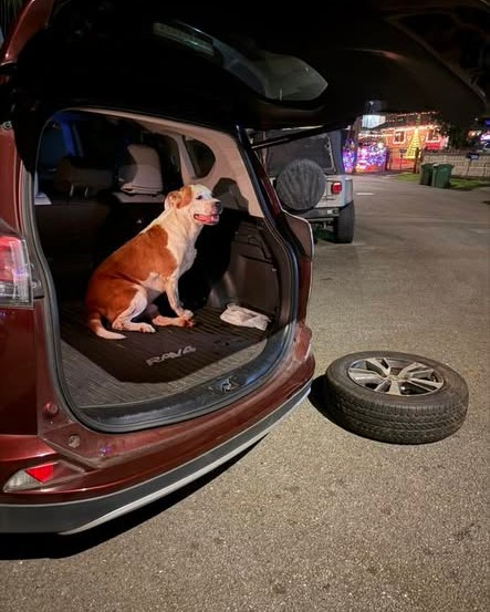FOUND PET - Oahu | Stolen Stuff Hawaii
