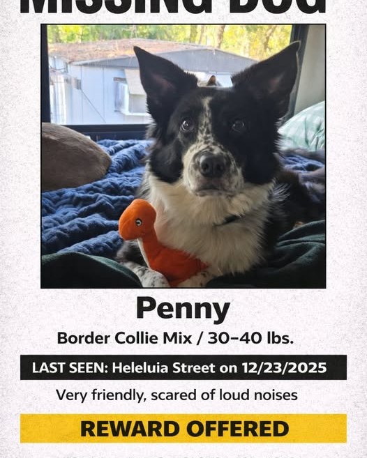 LOST PET - Oahu | Stolen Stuff Hawaii