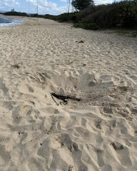 UNKNOWN - Oahu | Stolen Stuff Hawaii