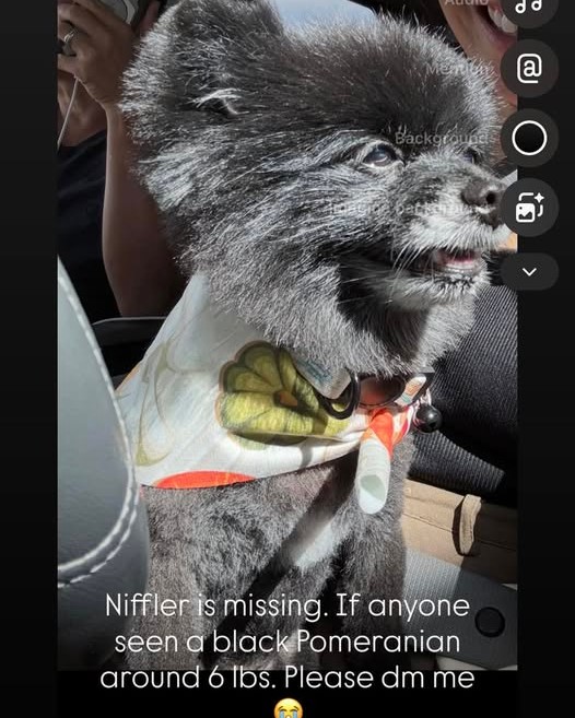LOST PET - Oahu | Stolen Stuff Hawaii