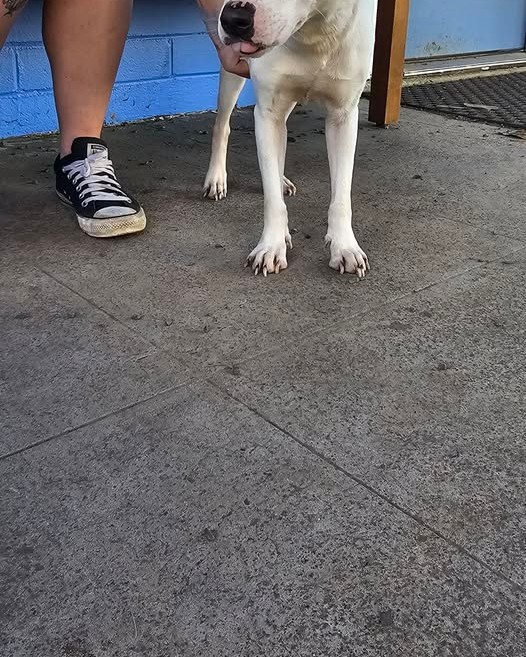 LOST PET - Oahu | Stolen Stuff Hawaii