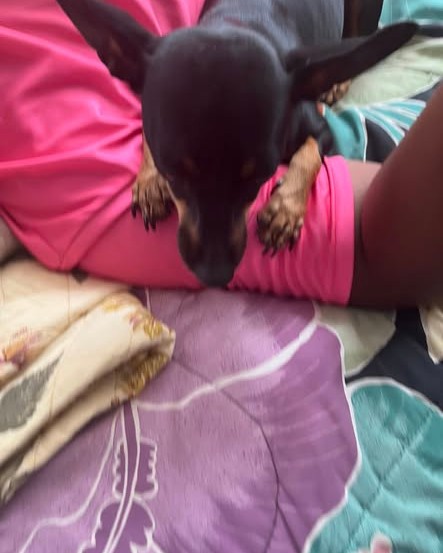 FOUND PET - Oahu | Stolen Stuff Hawaii
