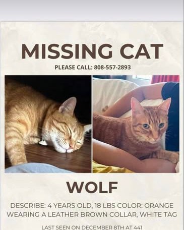 LOST PET - Oahu | Stolen Stuff Hawaii