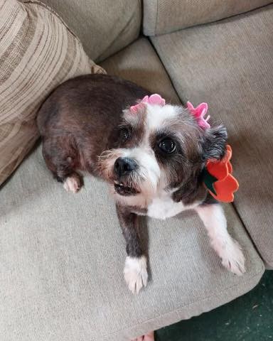 FOUND PET - Oahu | Stolen Stuff Hawaii