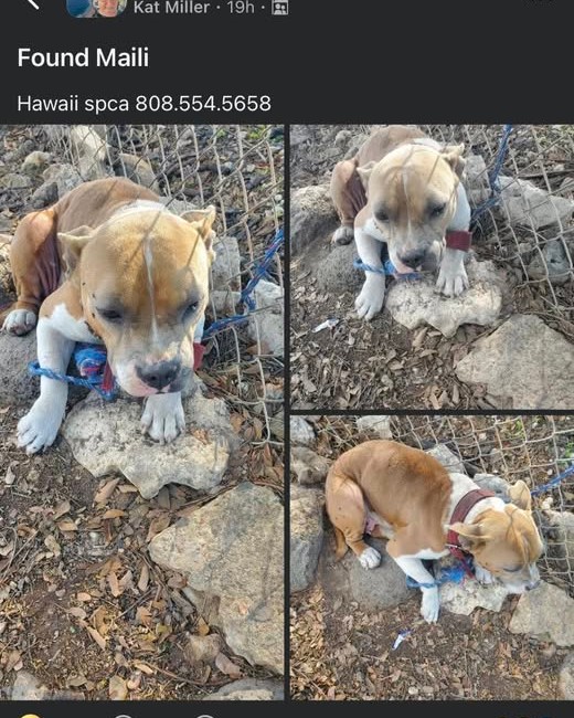 FOUND PET - Oahu | Stolen Stuff Hawaii