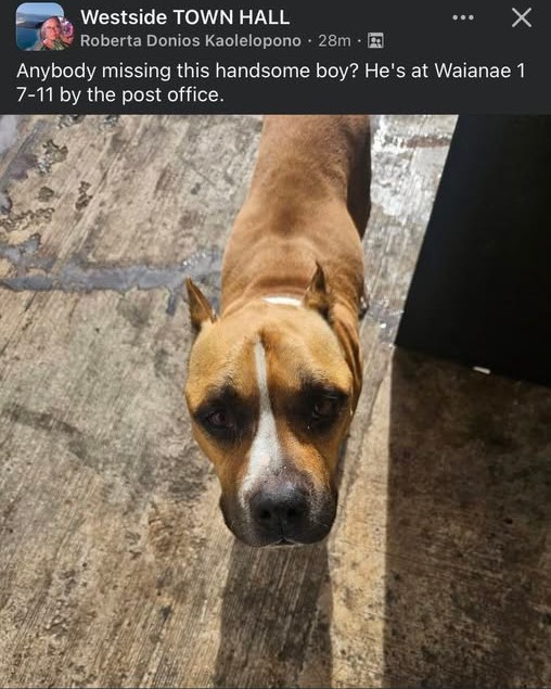 FOUND PET - Oahu | Stolen Stuff Hawaii