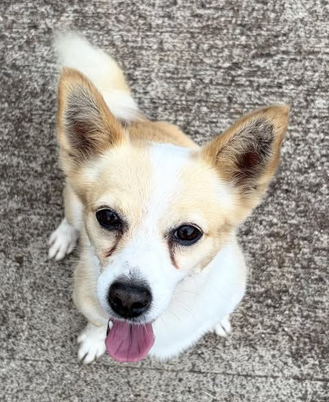 FOUND PET - Oahu | Stolen Stuff Hawaii