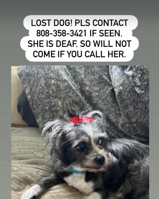 LOST PET - Oahu | Stolen Stuff Hawaii