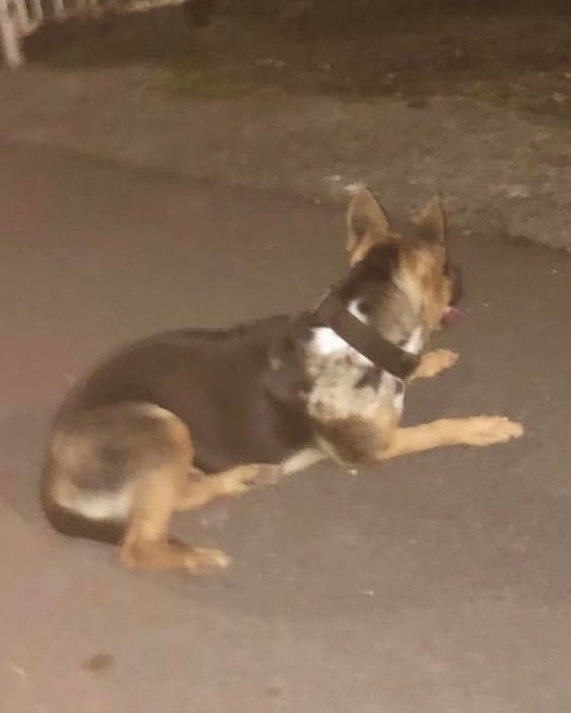 LOST PET - Oahu | Stolen Stuff Hawaii