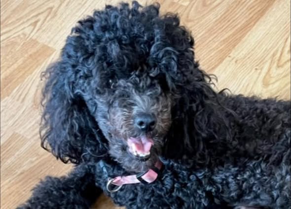 LOST PET - Oahu | Stolen Stuff Hawaii