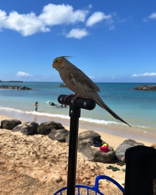 LOST PET - Oahu | Stolen Stuff Hawaii