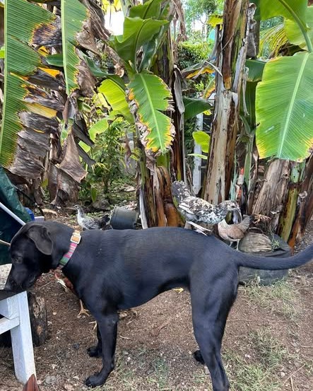 LOST PET - Oahu | Stolen Stuff Hawaii