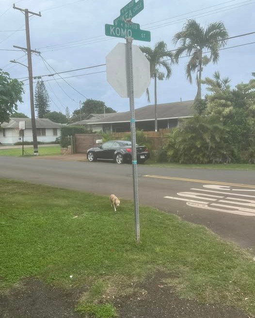 ANIMAL SIGHTING - Oahu | Stolen Stuff Hawaii