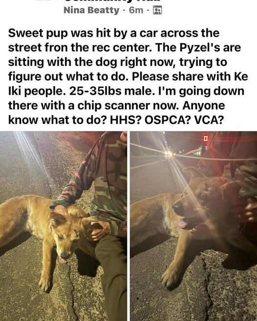 FOUND PET - Oahu | Stolen Stuff Hawaii