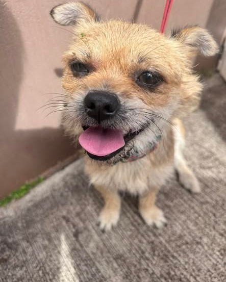 FOUND PET - Oahu | Stolen Stuff Hawaii