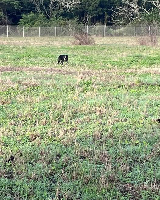 ANIMAL SIGHTING - Oahu | Stolen Stuff Hawaii