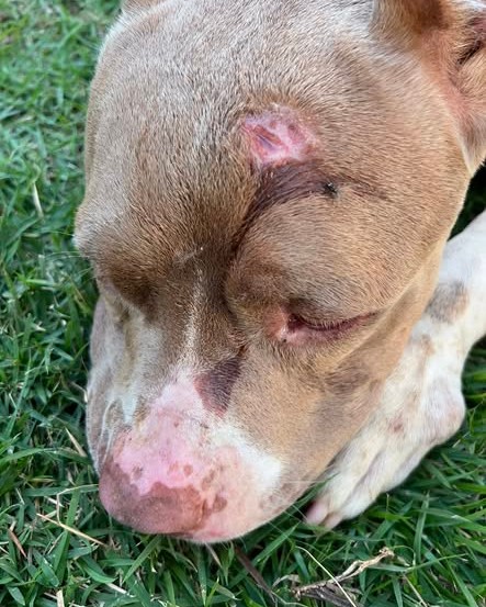FOUND PET - Oahu | Stolen Stuff Hawaii