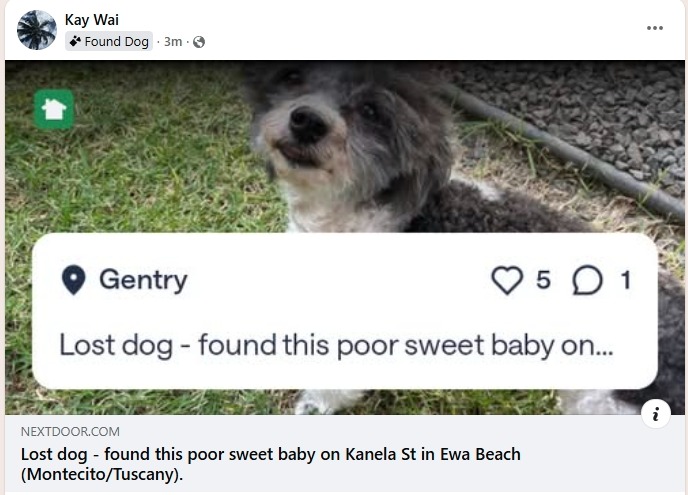 FOUND PET - Oahu | Stolen Stuff Hawaii