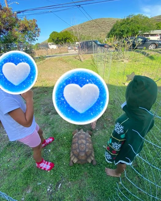 LOST PET - Oahu | Stolen Stuff Hawaii