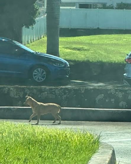 LOST PET - Oahu | Stolen Stuff Hawaii
