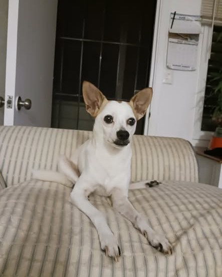 LOST PET - Oahu | Stolen Stuff Hawaii
