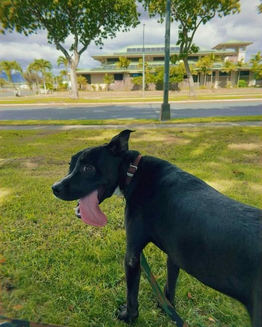 LOST PET - Oahu | Stolen Stuff Hawaii