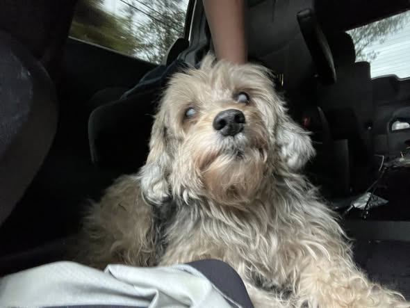 FOUND PET - Oahu | Stolen Stuff Hawaii
