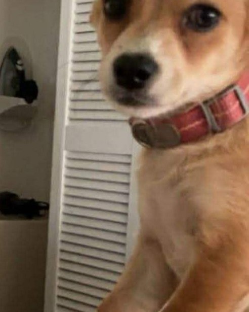 LOST PET - Oahu | Stolen Stuff Hawaii