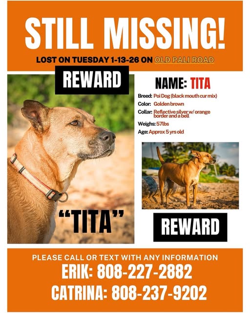 LOST PET - Oahu | Stolen Stuff Hawaii
