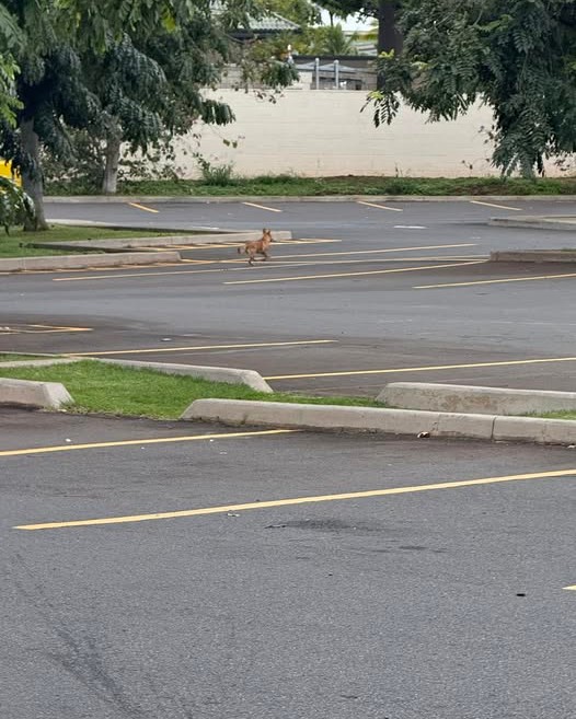 ANIMAL SIGHTING - Oahu | Stolen Stuff Hawaii