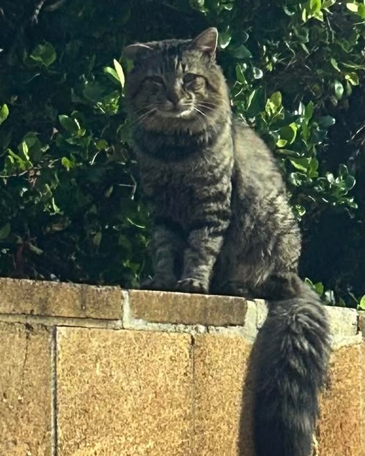 ANIMAL SIGHTING - Oahu | Stolen Stuff Hawaii