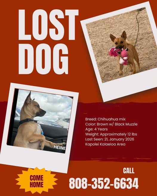 LOST PET - Oahu | Stolen Stuff Hawaii