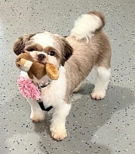 LOST PET - Oahu | Stolen Stuff Hawaii