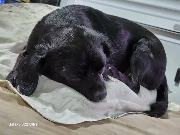 LOST PET - Oahu | Stolen Stuff Hawaii
