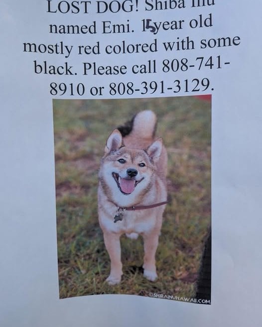 LOST PET - Oahu | Stolen Stuff Hawaii